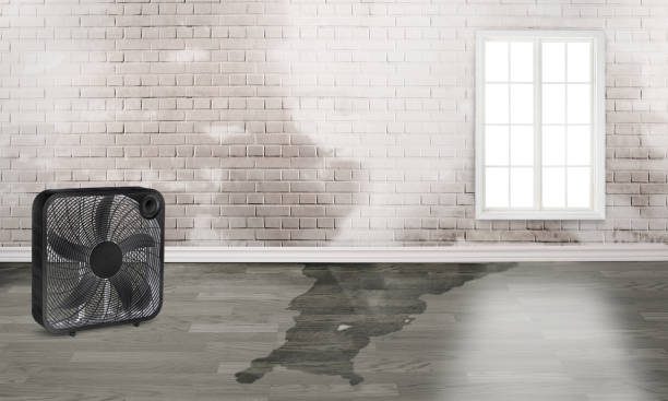 Best Water damage restoration near me  in Princeton, MN